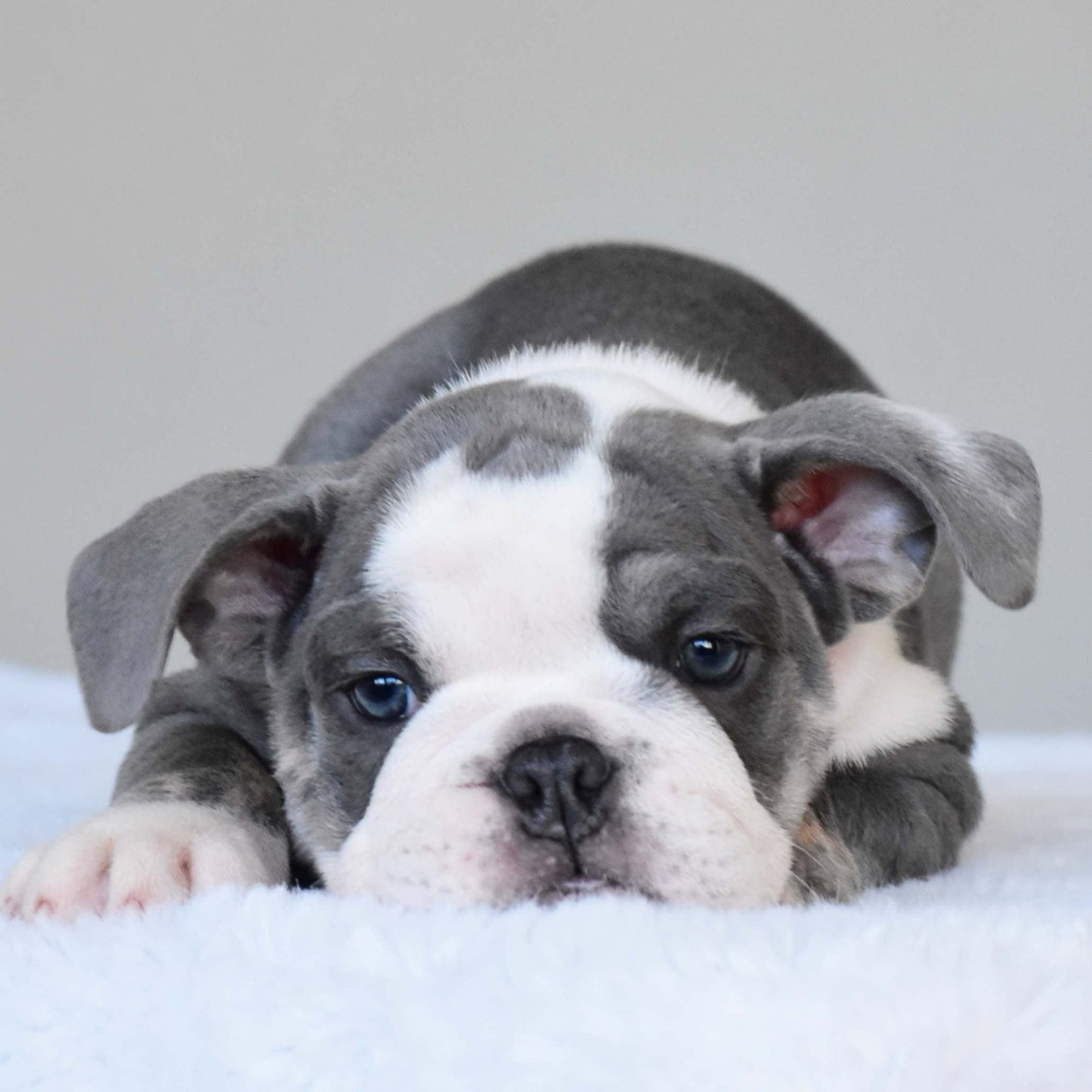 DALIAH (Girl) - WB English Bulldogs