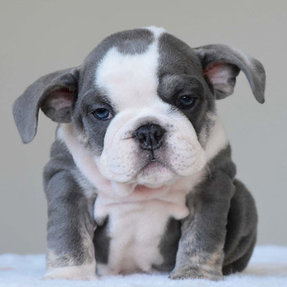 DALIAH (Girl) - WB English Bulldogs