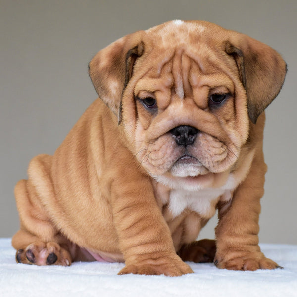 DANTE- $3,200 - WB English Bulldogs