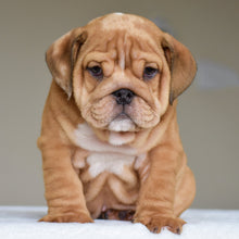 DANTE- $3,200 - WB English Bulldogs