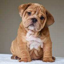 DANTE- $3,200 - WB English Bulldogs