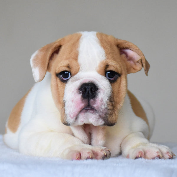 💎 DIESEL - WB English Bulldogs