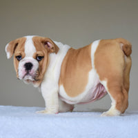 💎 DIESEL - WB English Bulldogs