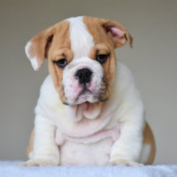 💎 DIESEL - WB English Bulldogs
