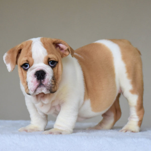 💎 DIESEL - WB English Bulldogs