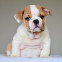 💎 DIESEL - WB English Bulldogs