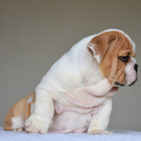 💎 DIESEL - WB English Bulldogs