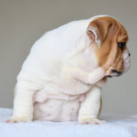 💎 DIESEL - WB English Bulldogs