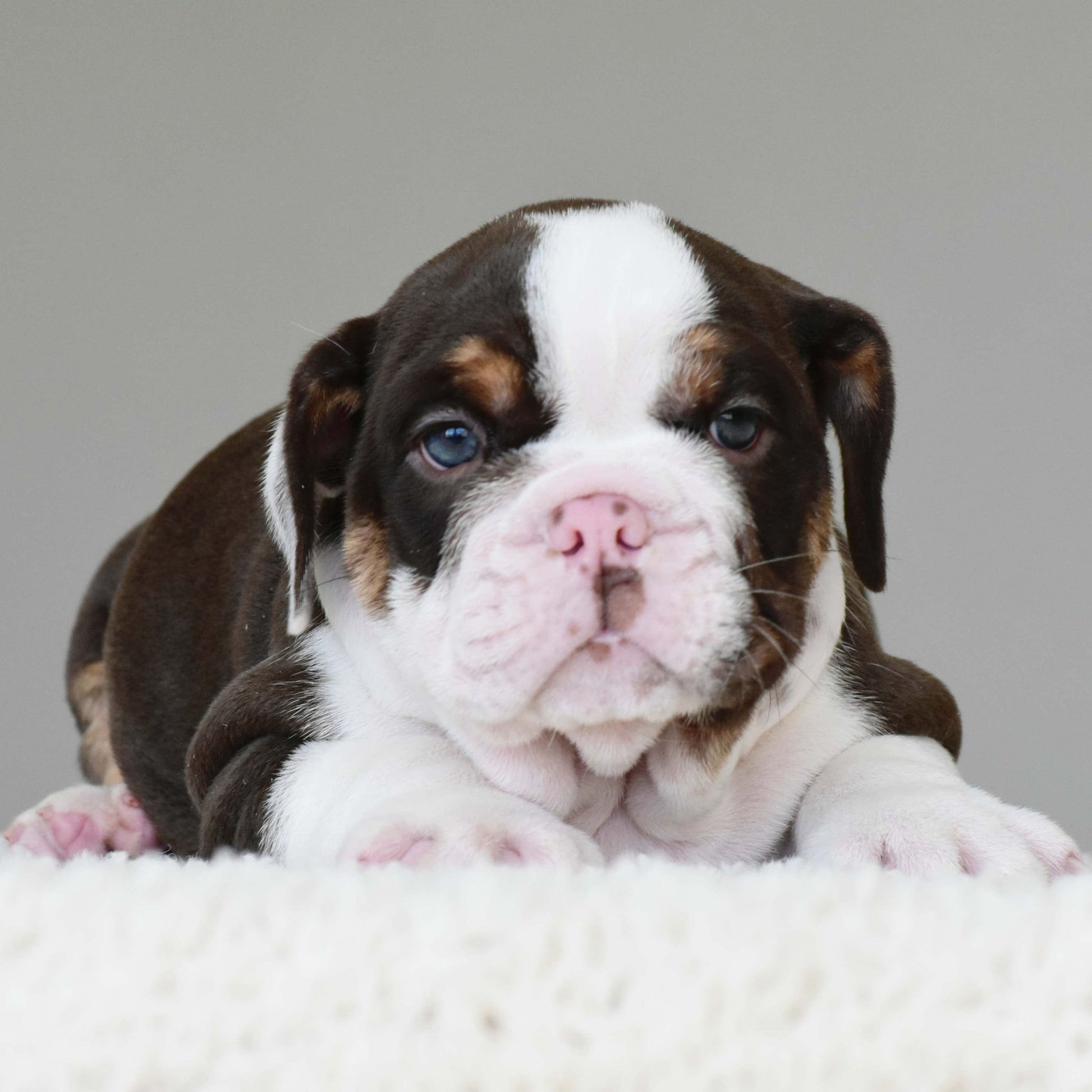 DINO (Boy) - WB English Bulldogs