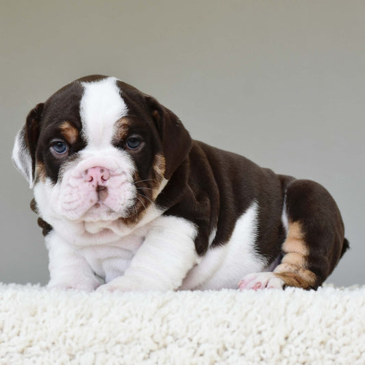DINO (Boy) - WB English Bulldogs