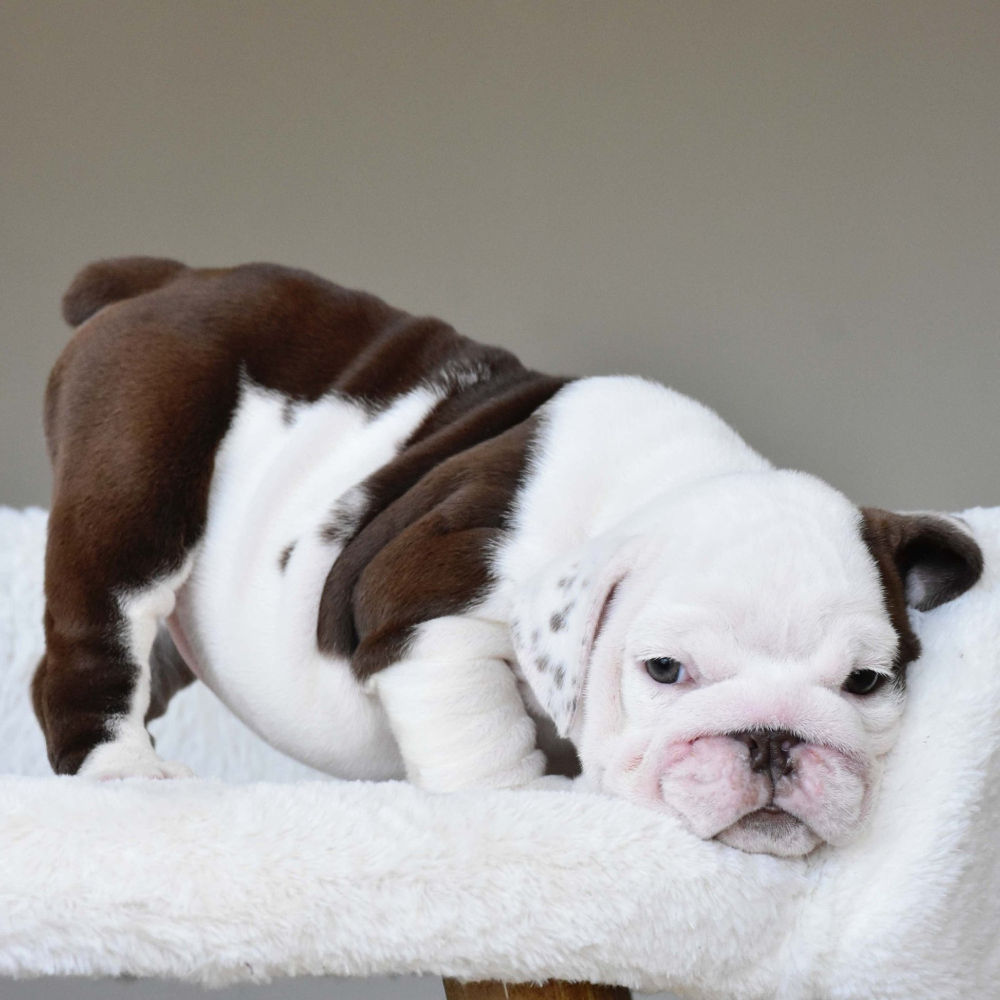 DOVE (Girl) - WB English Bulldogs