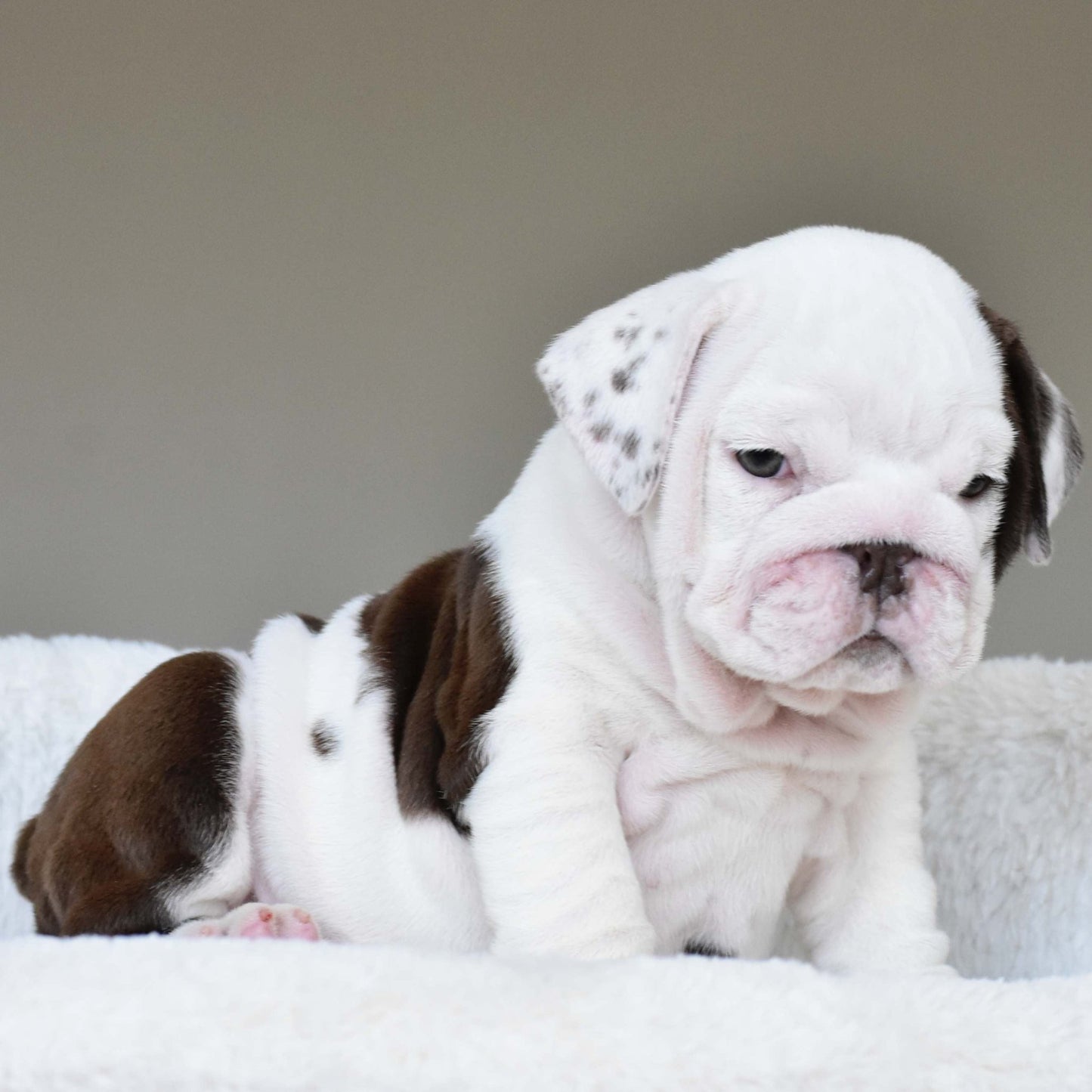 DOVE (Girl) - WB English Bulldogs