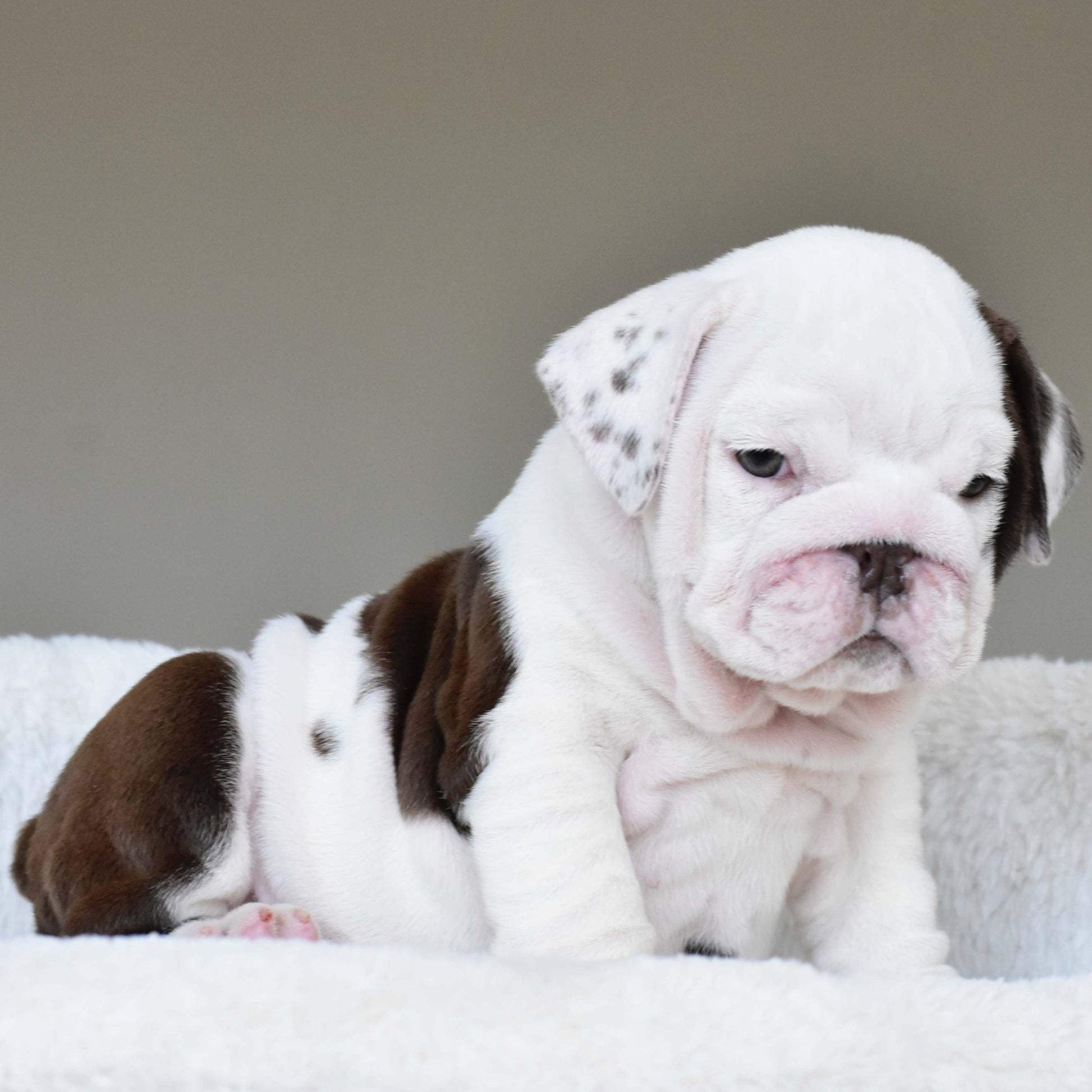 DOVE (Girl) - WB English Bulldogs
