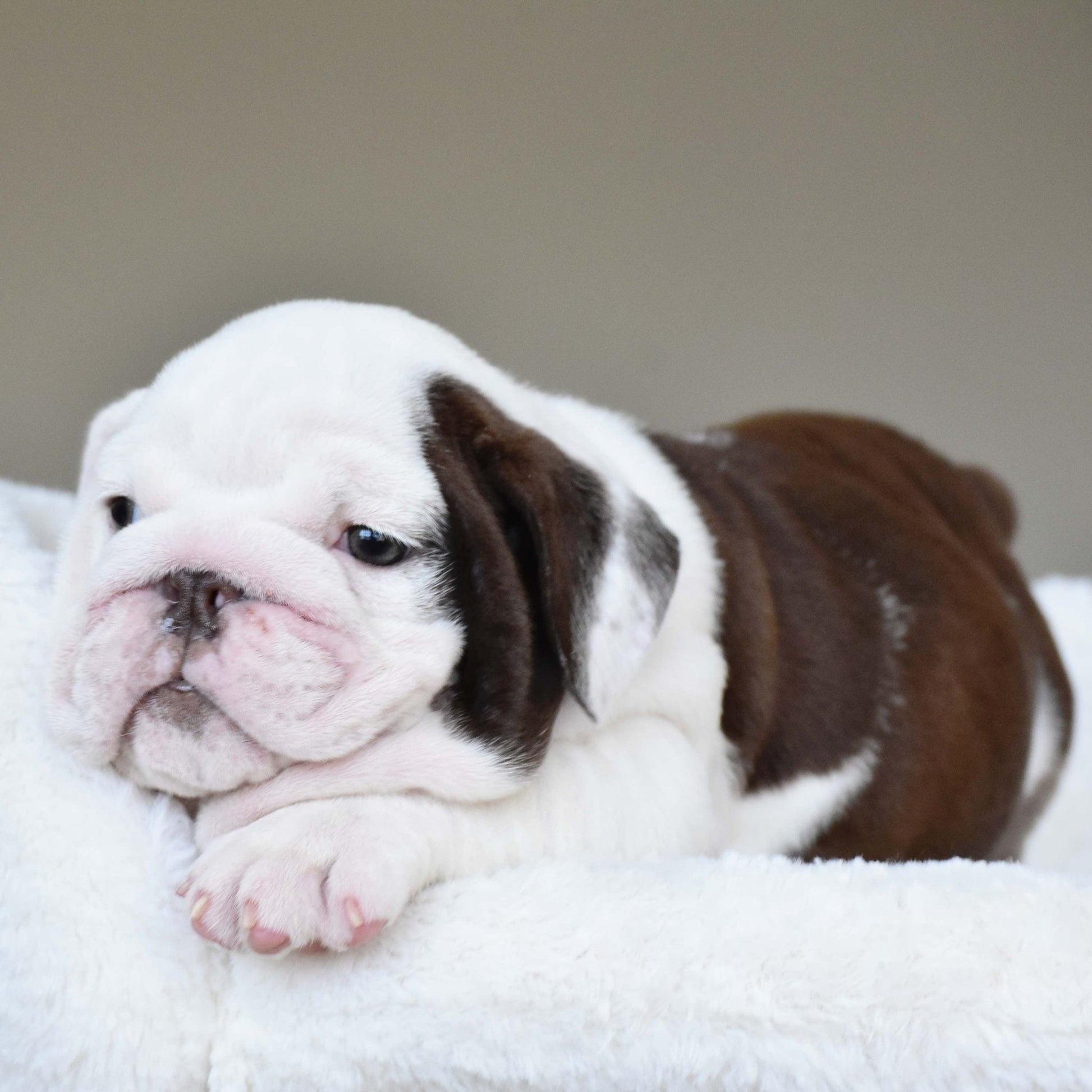 DOVE (Girl) - WB English Bulldogs