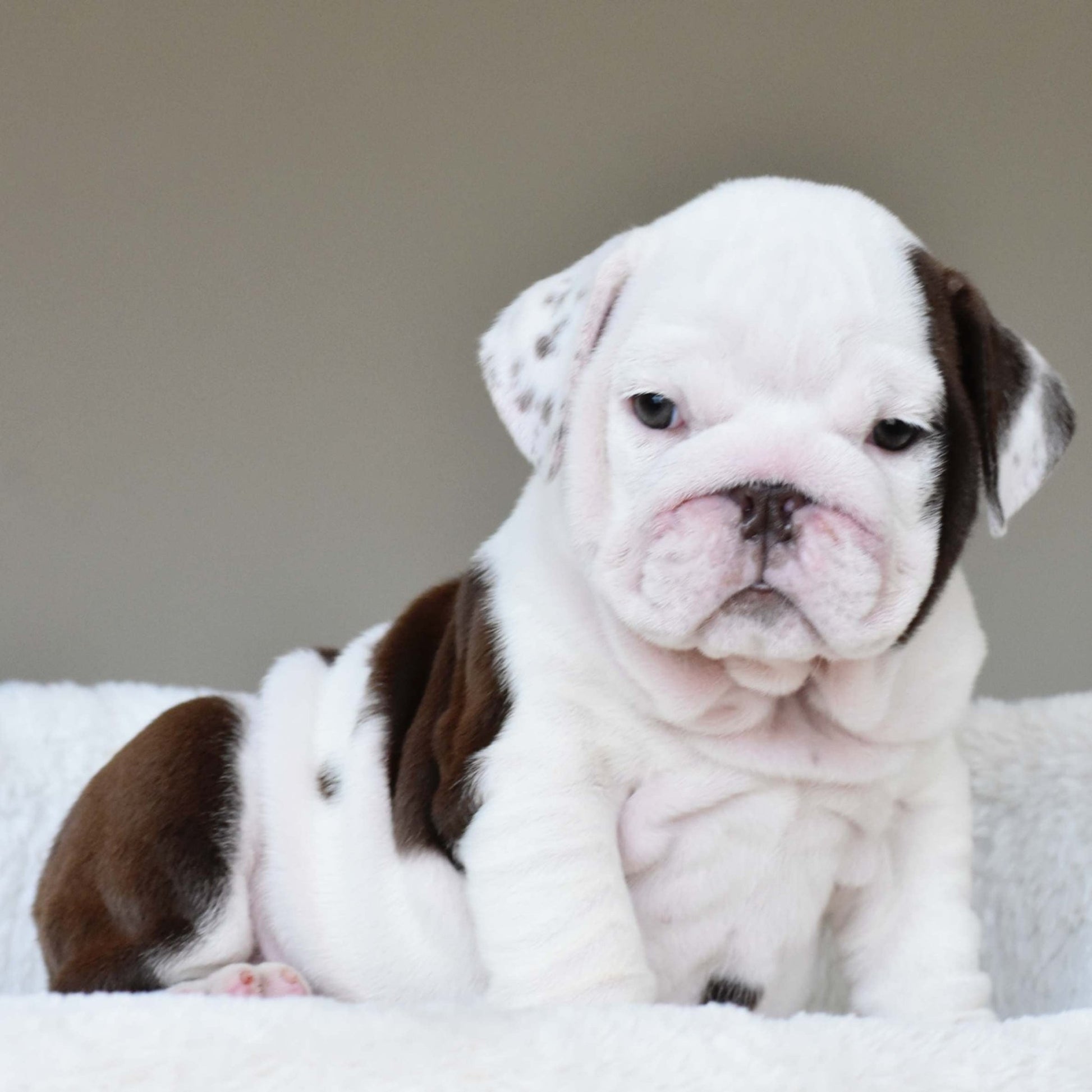 DOVE (Girl) - WB English Bulldogs