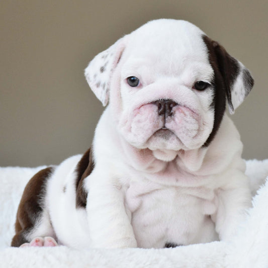 DOVE (Girl) - WB English Bulldogs