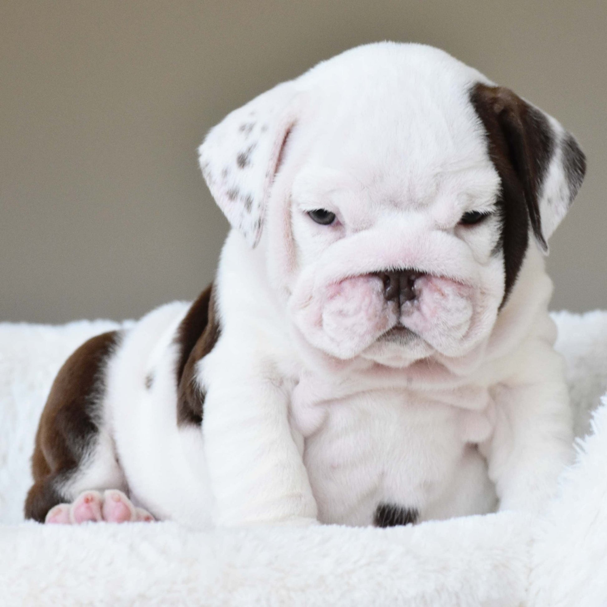 DOVE (Girl) - WB English Bulldogs