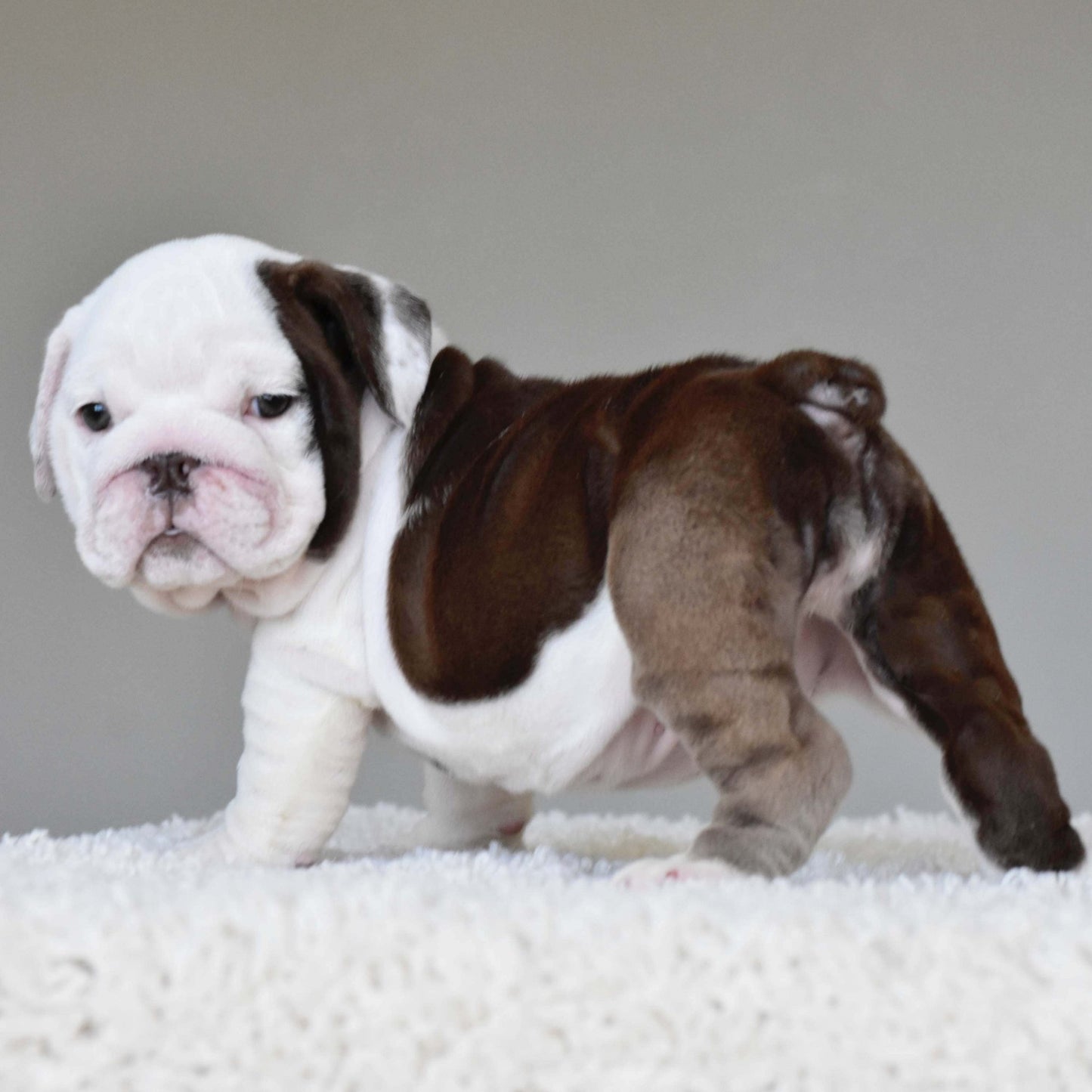 DOVE (Girl) - WB English Bulldogs