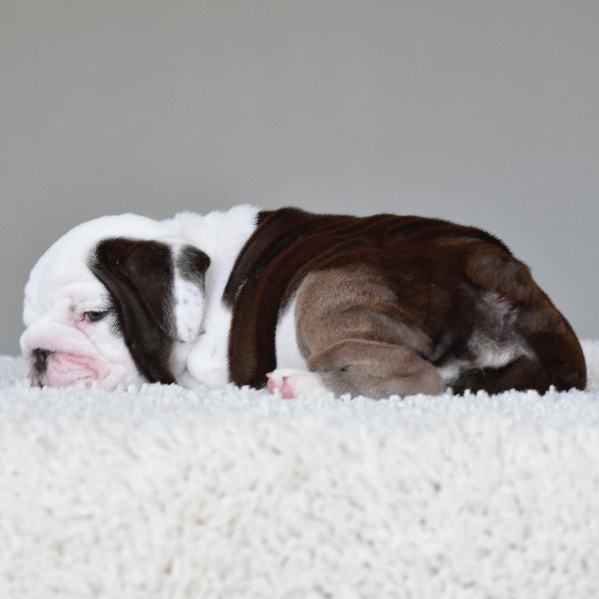 DOVE (Girl) - WB English Bulldogs