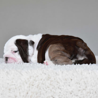 DOVE (Girl) - WB English Bulldogs