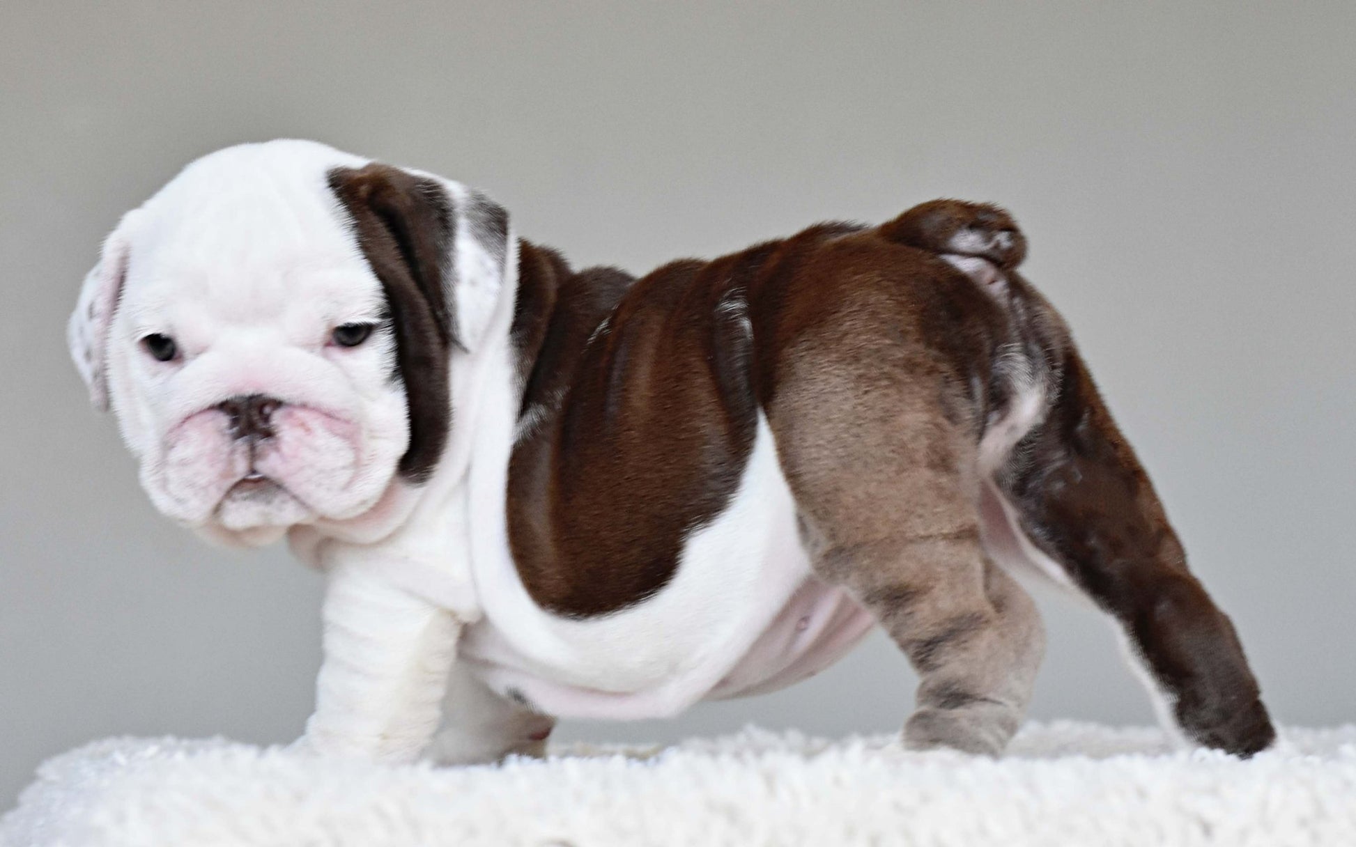 DOVE (Girl) - WB English Bulldogs