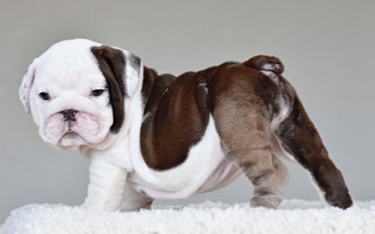 DOVE (Girl) - WB English Bulldogs