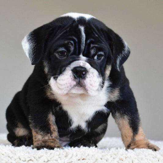 DRACO (Boy) - WB English Bulldogs