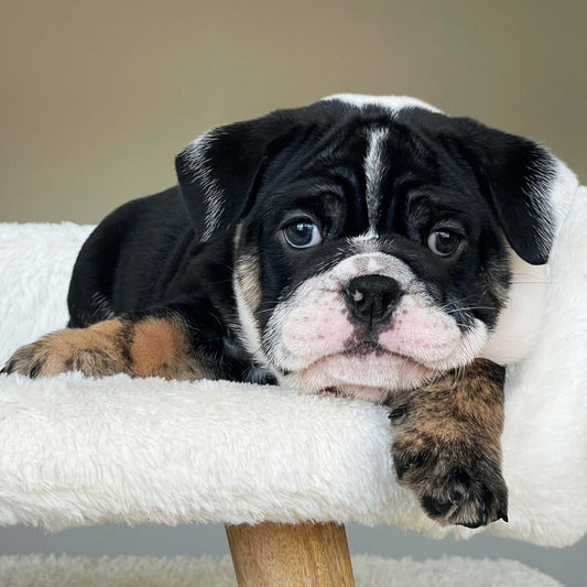 DRACO (Boy) - WB English Bulldogs