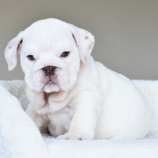 DULCE (Girl) - WB English Bulldogs