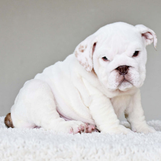 DULCE (Girl) - WB English Bulldogs