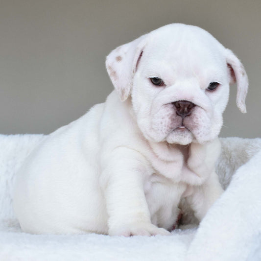 DULCE (Girl) - WB English Bulldogs