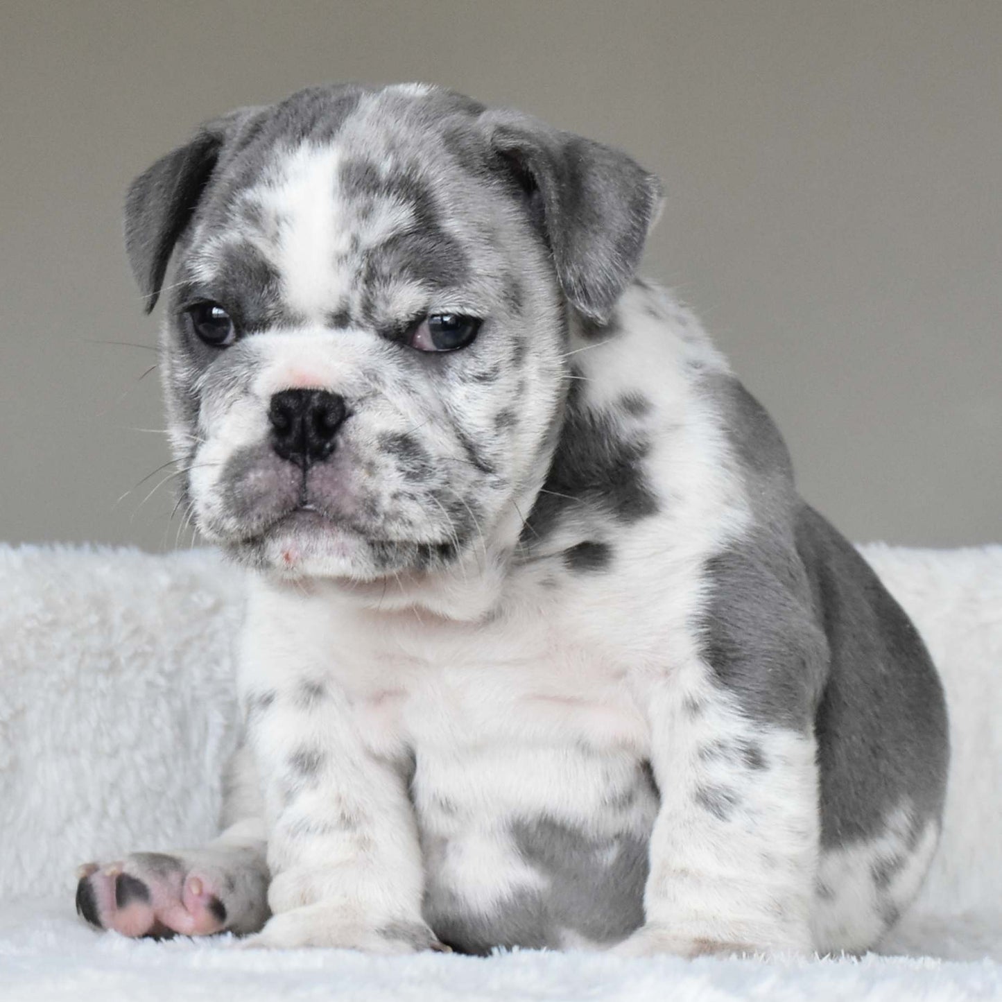 DUSTY (Boy) - WB English Bulldogs