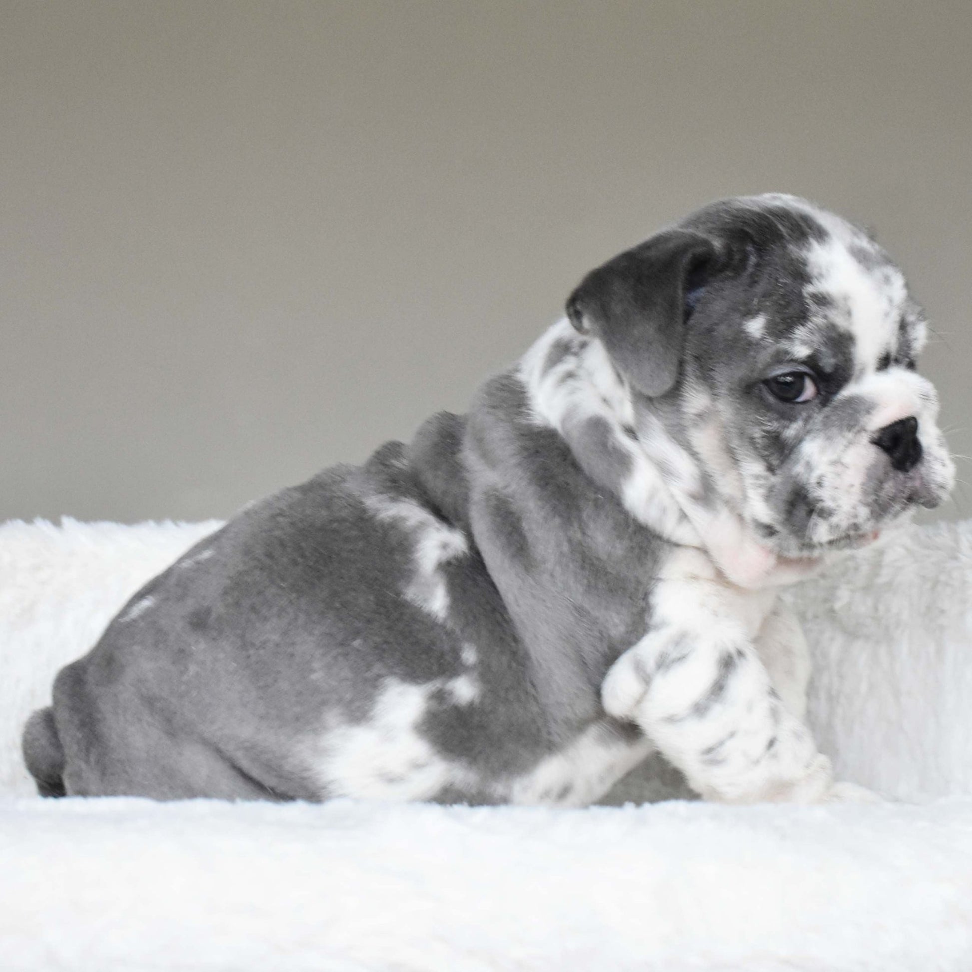 DUSTY (Boy) - WB English Bulldogs