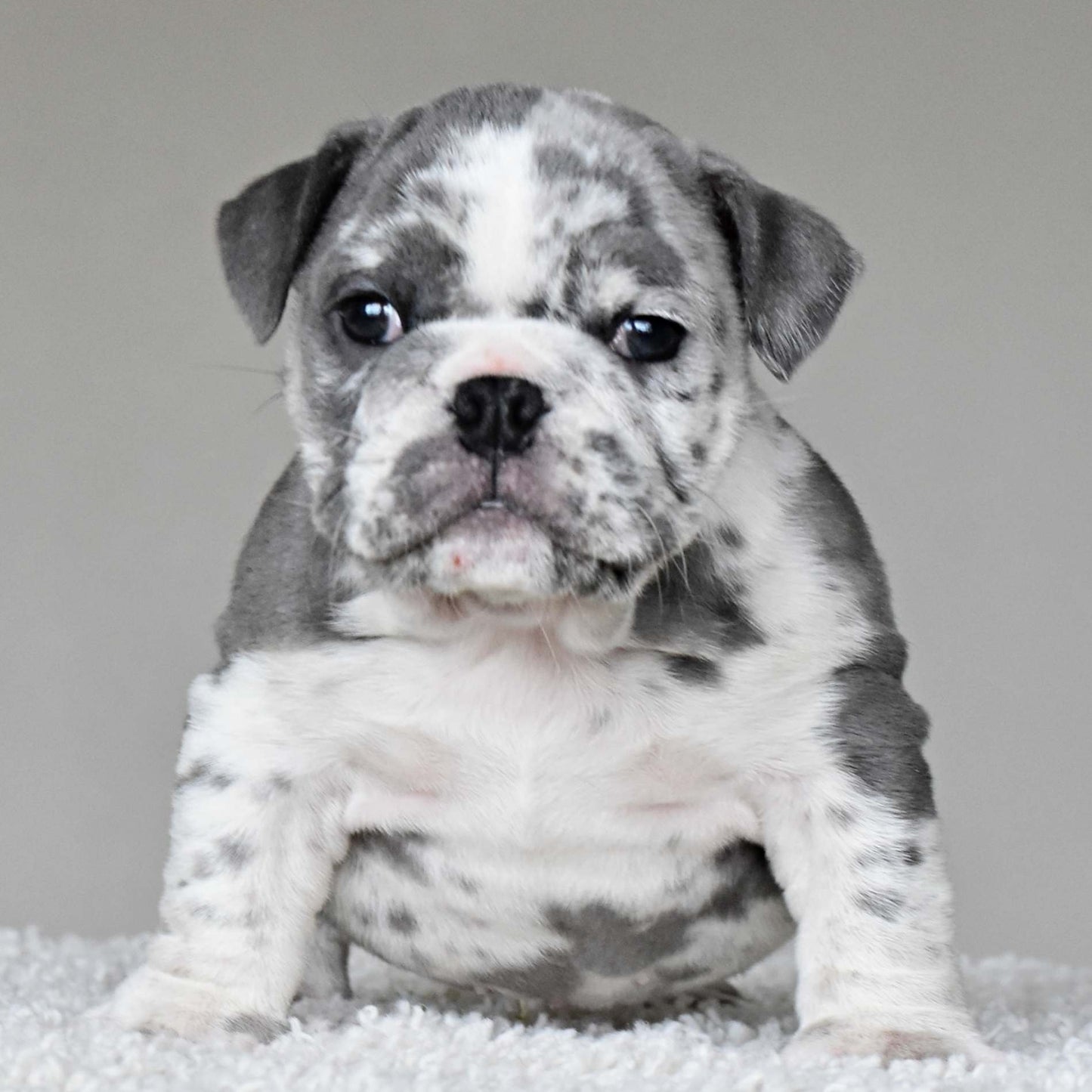 DUSTY (Boy) - WB English Bulldogs