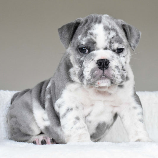 DUSTY (Boy) - WB English Bulldogs