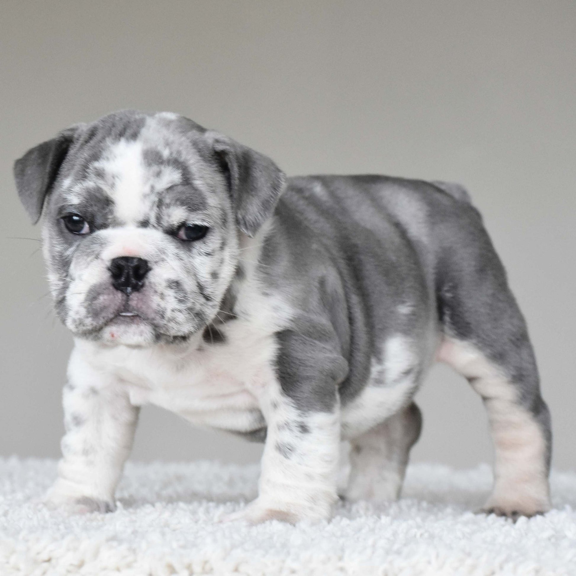 DUSTY (Boy) - WB English Bulldogs
