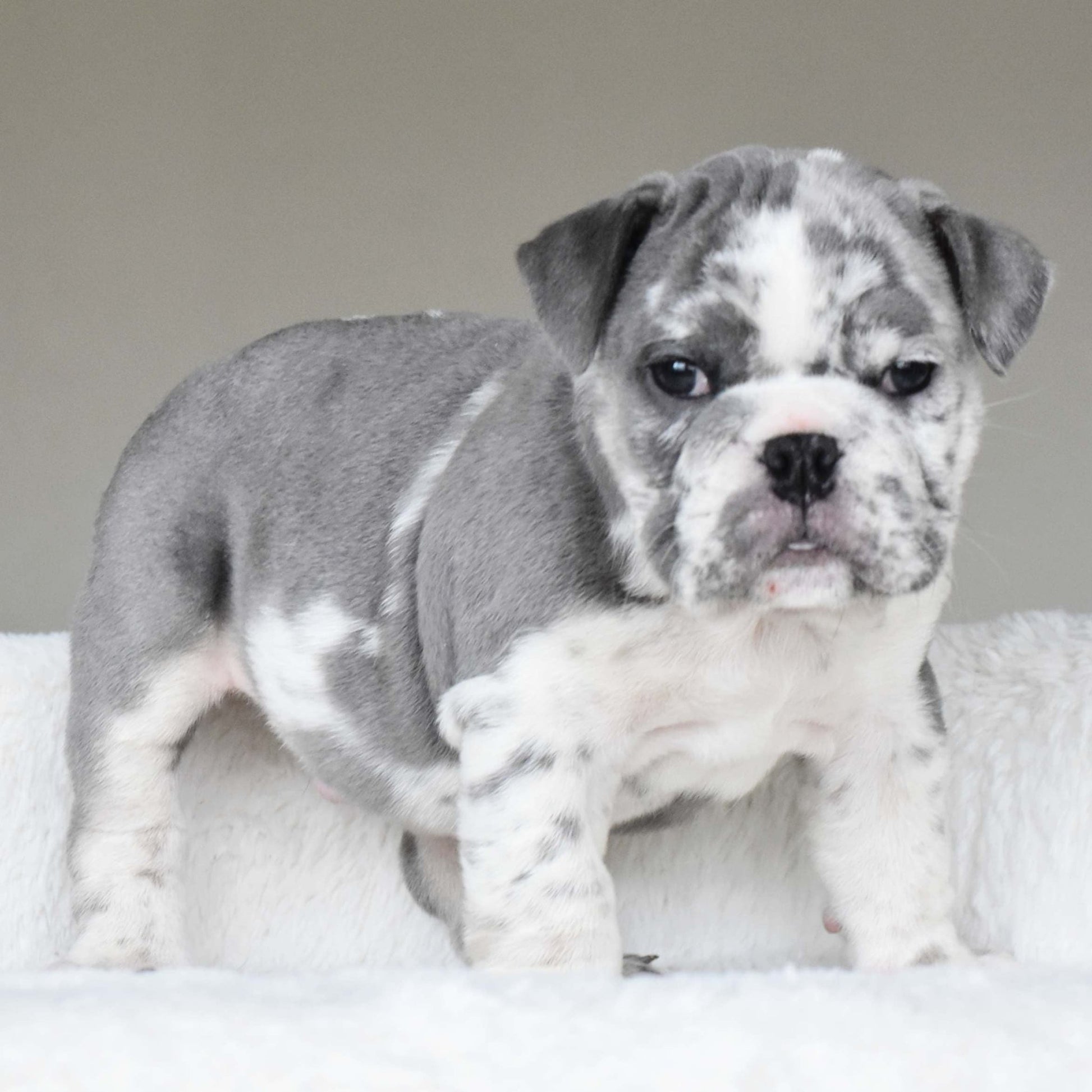 DUSTY (Boy) - WB English Bulldogs