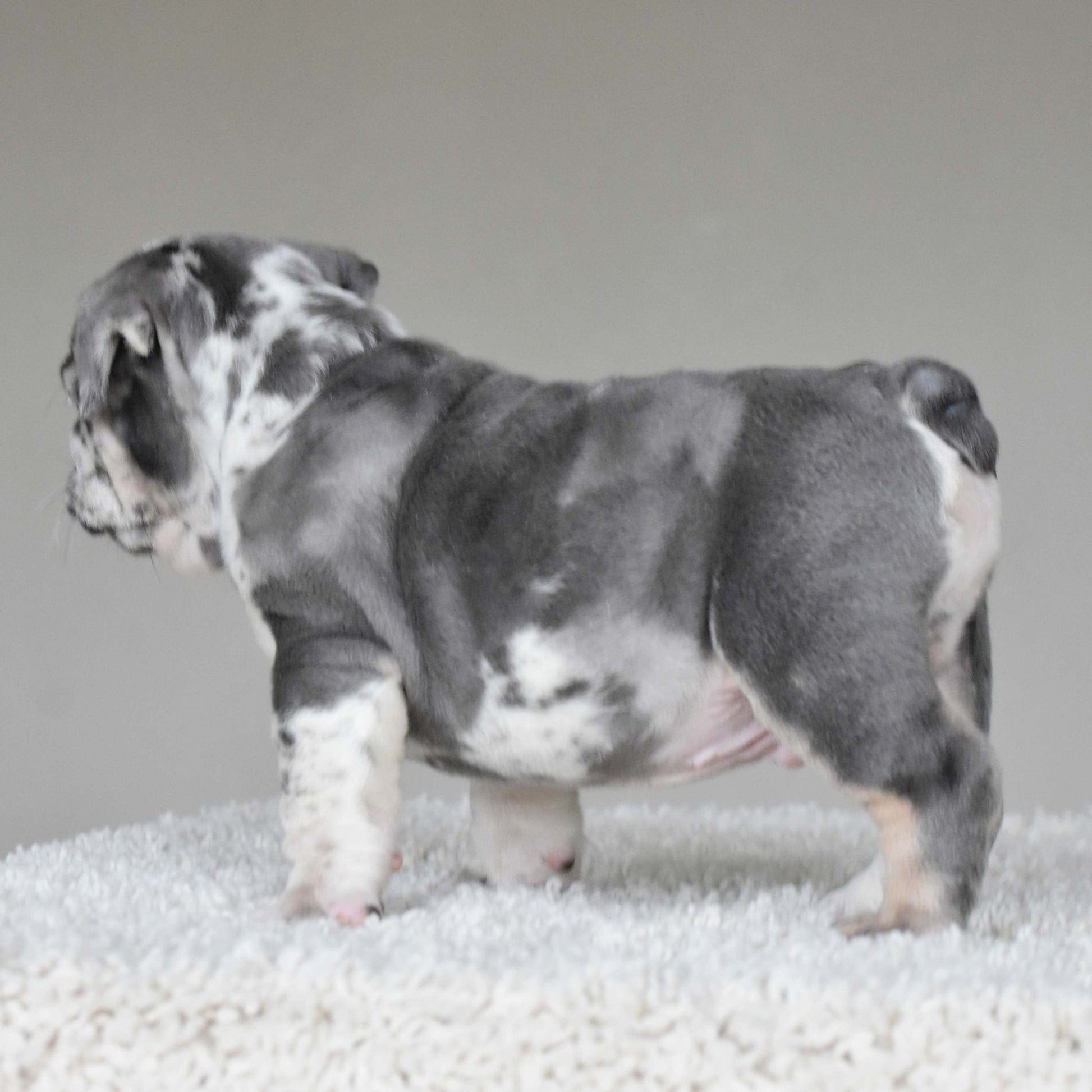 DUSTY (Boy) - WB English Bulldogs