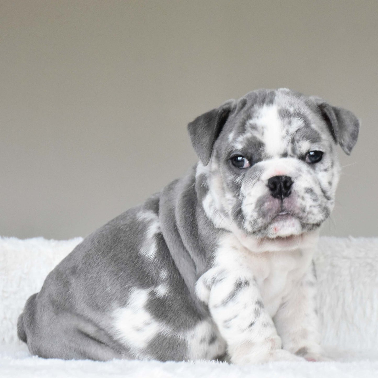 DUSTY (Boy) - WB English Bulldogs
