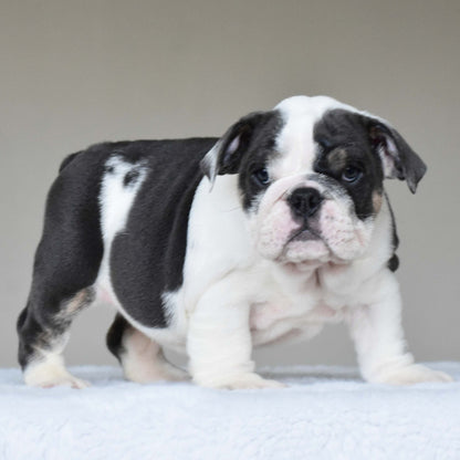 ELSA (Girl) - WB English Bulldogs