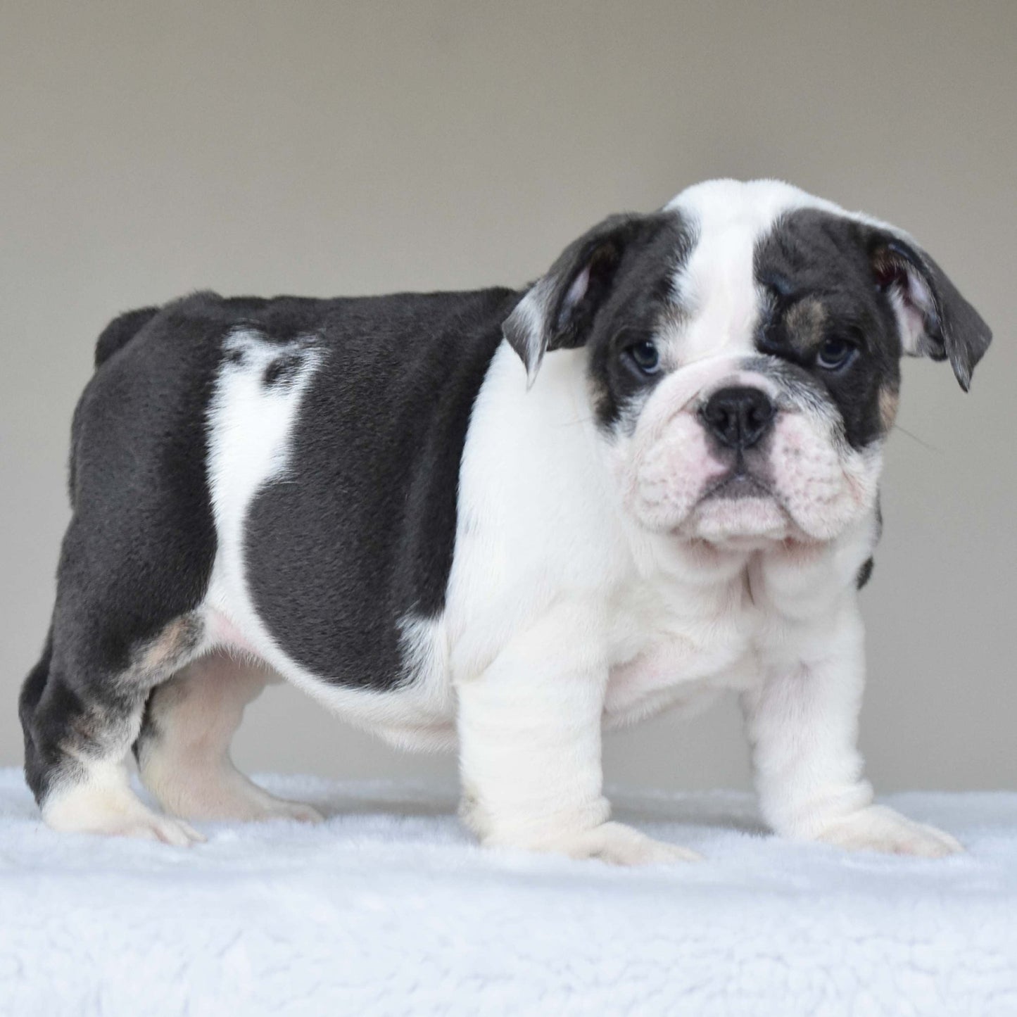 ELSA (Girl) - WB English Bulldogs