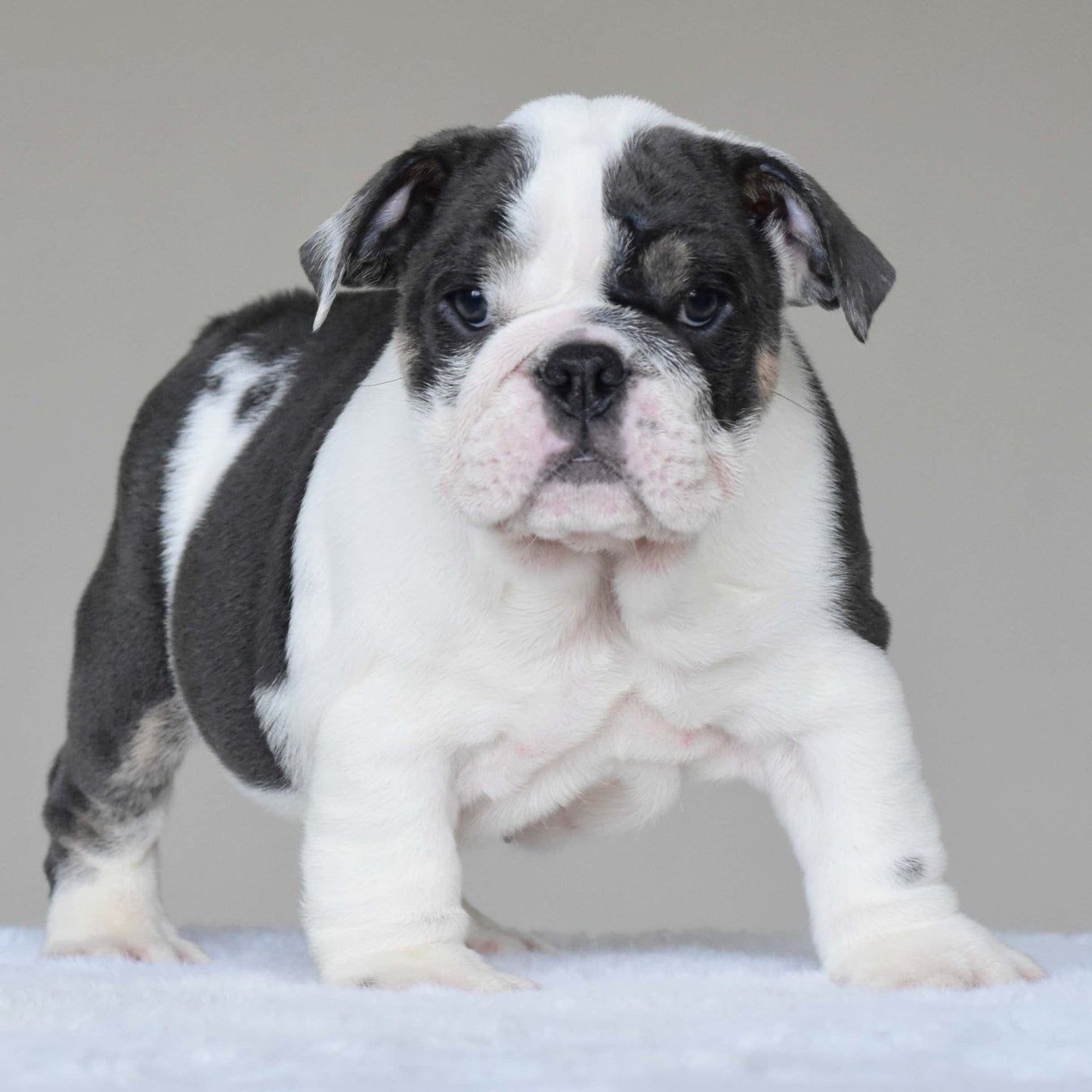 ELSA (Girl) - WB English Bulldogs