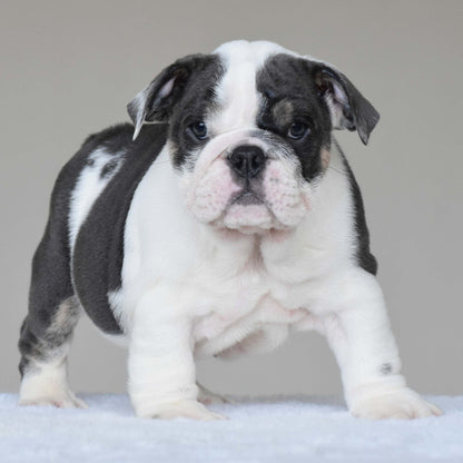 ELSA (Girl) - WB English Bulldogs