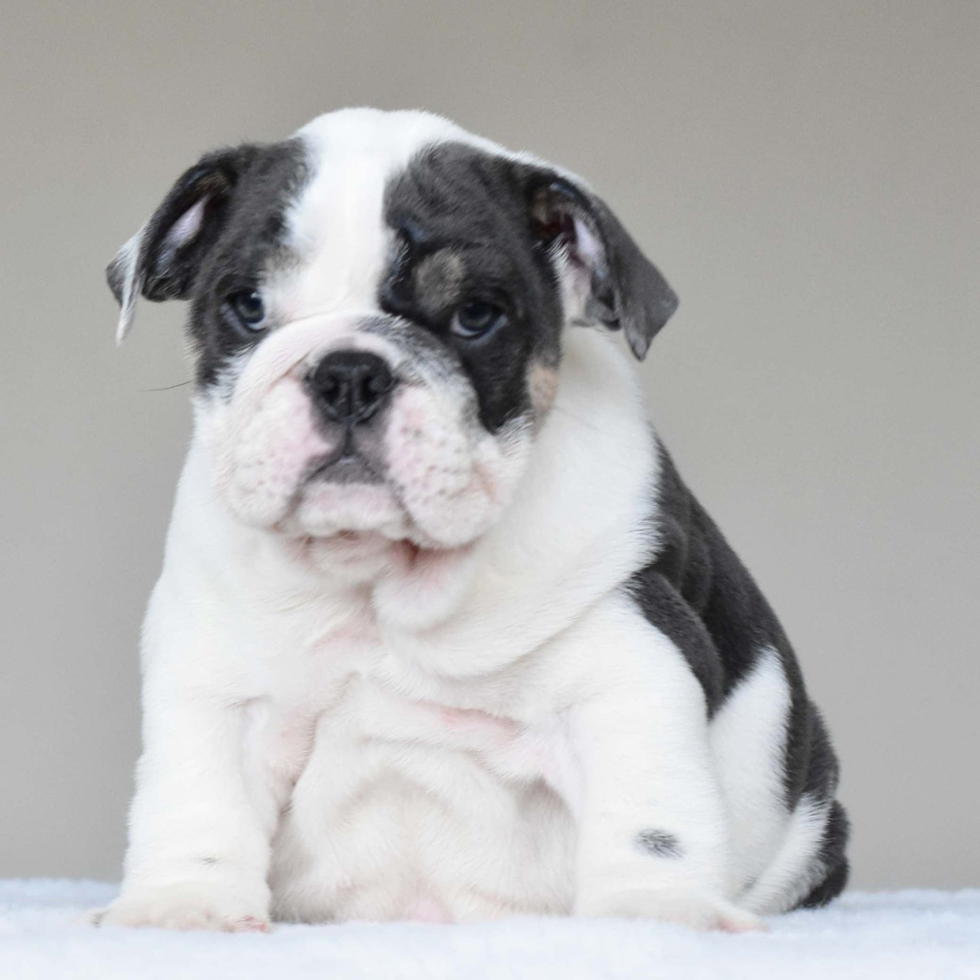 ELSA (Girl) - WB English Bulldogs