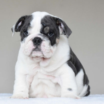 ELSA (Girl) - WB English Bulldogs