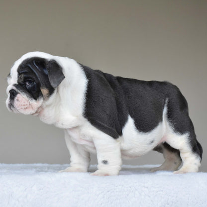 ELSA (Girl) - WB English Bulldogs