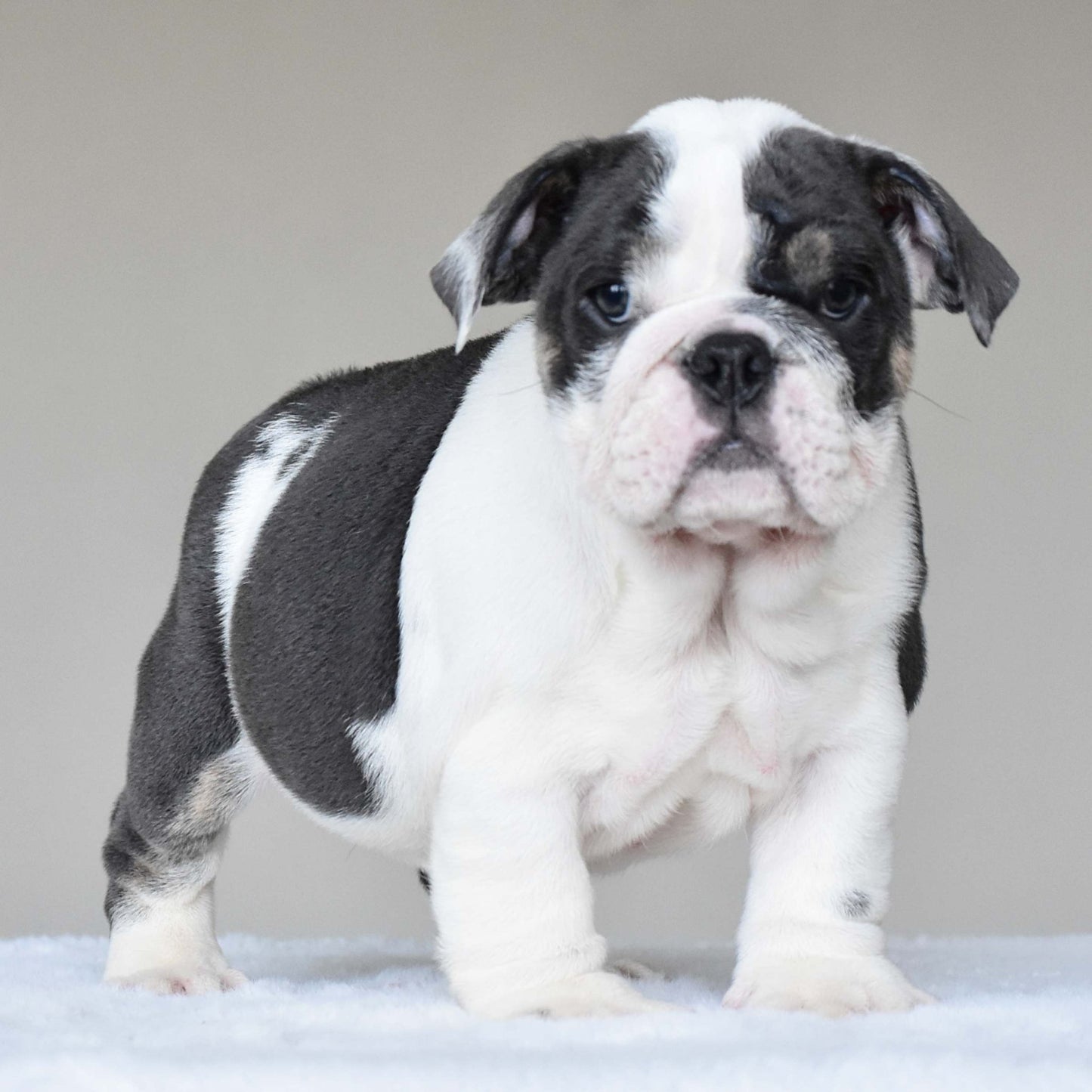 ELSA (Girl) - WB English Bulldogs