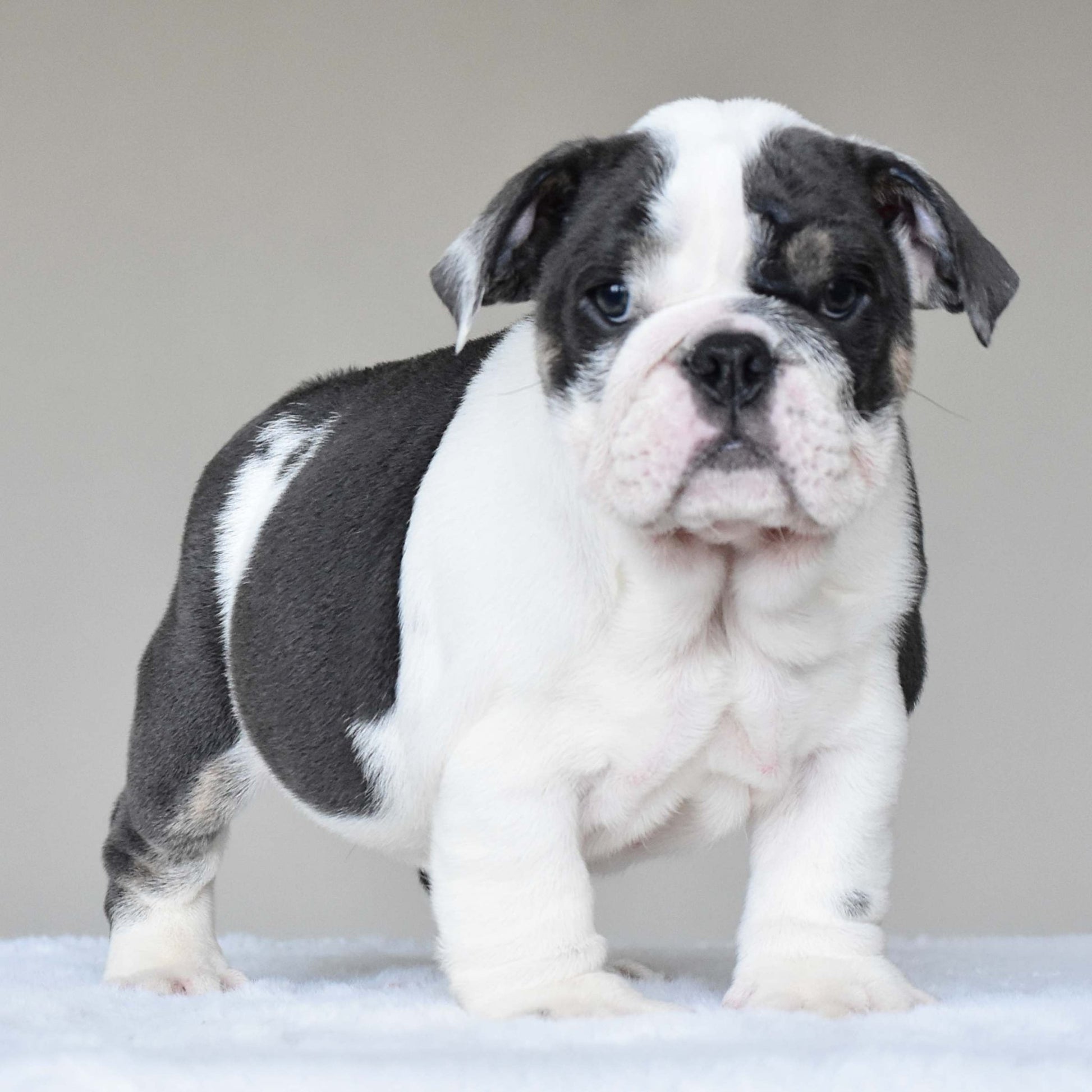 ELSA (Girl) - WB English Bulldogs