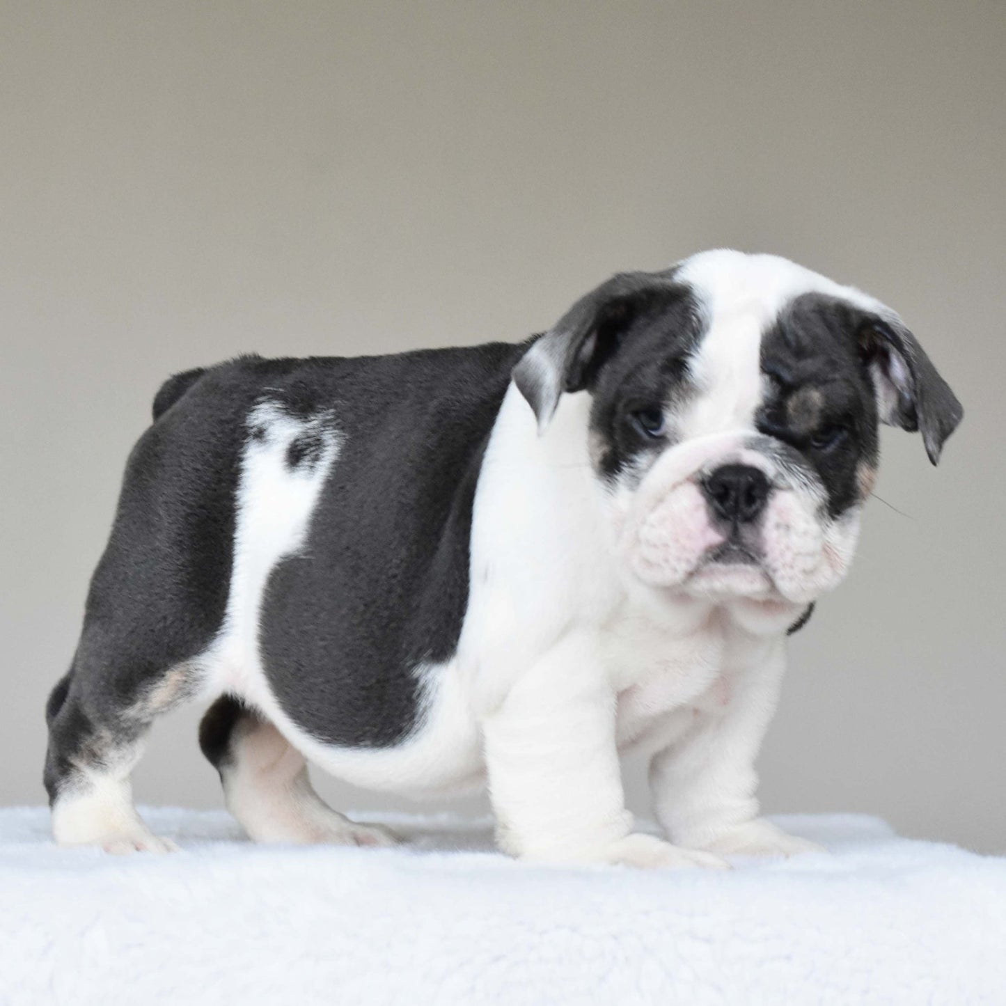 ELSA (Girl) - WB English Bulldogs