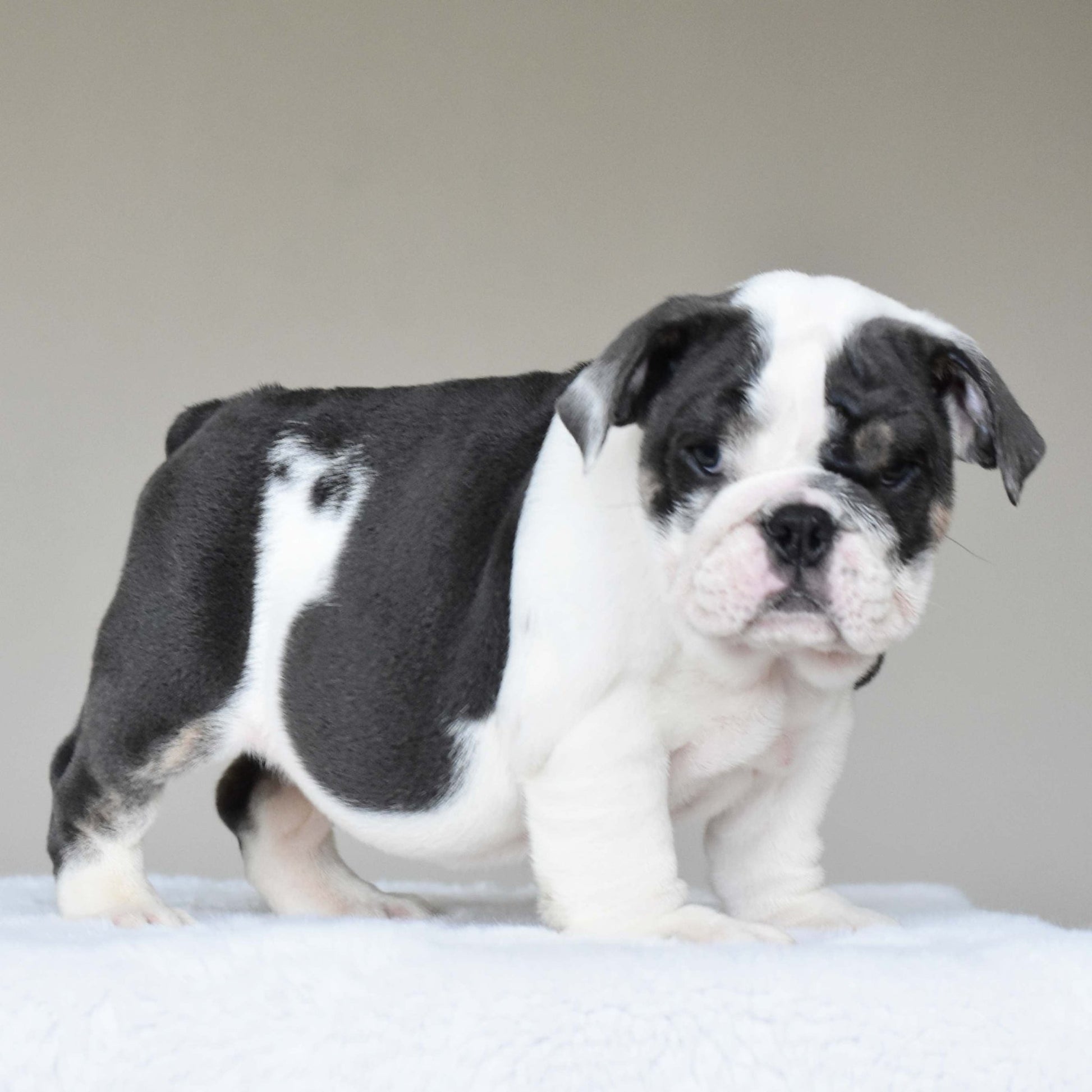 ELSA (Girl) - WB English Bulldogs